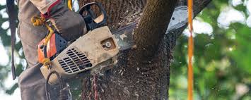 How Our Tree Care Process Works  in  Huntsville, AR