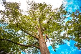 Best Tree Disease Treatment  in Huntsville, AR